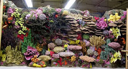 Artificial Corals